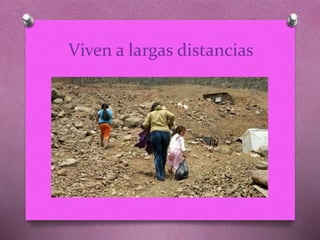Viven a largas distancias 
 