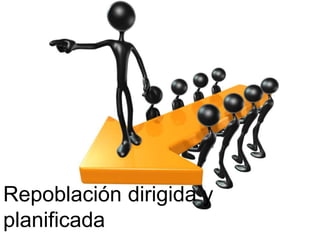 Repoblación dirigida y
planificada
 