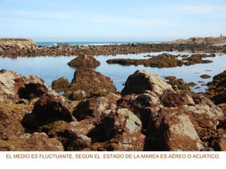 EL MEDIO ES FLUCTUANTE, SEGÚN EL ESTADO DE LA MAREA ES AÉREO O ACUÁTICO.
 