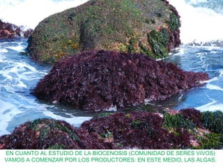 EN CUANTO AL ESTUDIO DE LA BIOCENOSIS (COMUNIDAD DE SERES VIVOS)
VAMOS A COMENZAR POR LOS PRODUCTORES: EN ESTE MEDIO, LAS ALGAS.
 