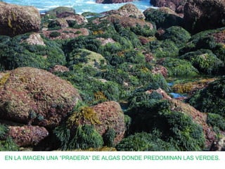 EN LA IMAGEN UNA “PRADERA” DE ALGAS DONDE PREDOMINAN LAS VERDES.
 