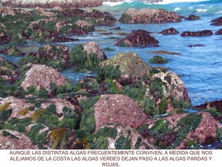 AUNQUE LAS DISTINTAS ALGAS FRECUENTEMENTE CONVIVEN, A MEDIDA QUE NOS
ALEJAMOS DE LA COSTA LAS ALGAS VERDES DEJAN PASO A LAS ALGAS PARDAS Y
ROJAS.
 