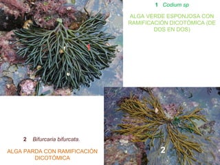 1 Codium sp
ALGA VERDE ESPONJOSA CON
RAMIFICACIÓN DICOTÓMICA (DE
DOS EN DOS)
2 Bifurcaria bifurcata.
ALGA PARDA CON RAMIFICACIÓN
DICOTÓMICA
2
 