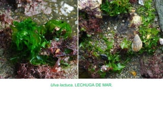 Ulva lactuca. LECHUGA DE MAR.
 