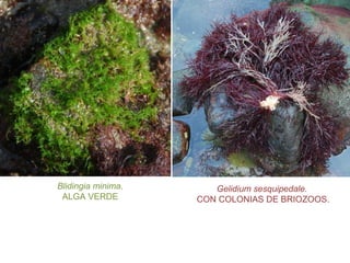 Blidingia minima.
ALGA VERDE
Gelidium sesquipedale.
CON COLONIAS DE BRIOZOOS.
 