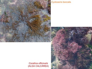 Cystoseira baccata.
Corallina officinalis
(ALGA CALCÁREA)
 