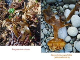 Sargassum muticum
Saccorhiza polyschides
(ARRIBAZONES)
 
