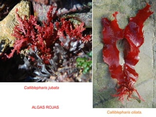 Calliblepharis jubata
Calliblepharis ciliata.
ALGAS ROJAS
 