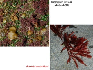 Colpomenia sinuosa
(VESICULAR)
Bornetia secundiflora.
 