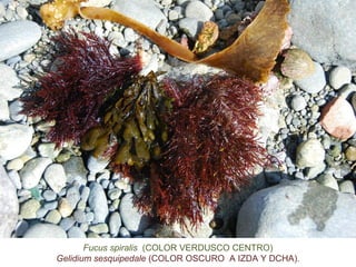 Fucus spiralis (COLOR VERDUSCO CENTRO)
Gelidium sesquipedale (COLOR OSCURO A IZDA Y DCHA).
 