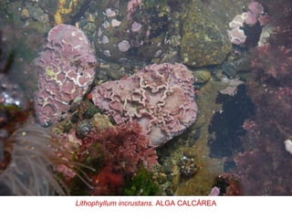 Lithophyllum incrustans. ALGA CALCÁREA
 