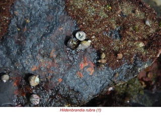 Hildenbrandia rubra (1)
 