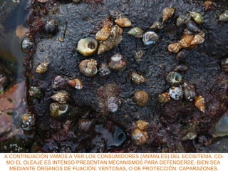 A CONTINUACIÓN VAMOS A VER LOS CONSUMIDORES (ANIMALES) DEL ECOSITEMA. CO-
MO EL OLEAJE ES INTENSO PRESENTAN MECANISMOS PARA DEFENDERSE, BIEN SEA
MEDIANTE ÓRGANOS DE FIJACIÓN: VENTOSAS, O DE PROTECCIÓN: CAPARAZONES.
 