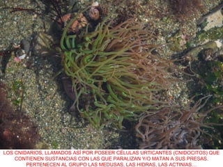 LOS CNIDARIOS, LLAMADOS ASÍ POR POSEER CÉLULAS URTICANTES (CNIDOCITOS) QUE
CONTIENEN SUSTANCIAS CON LAS QUE PARALIZAN Y/O MATAN A SUS PRESAS.
PERTENECEN AL GRUPO LAS MEDUSAS, LAS HIDRAS, LAS ACTINIAS…
 