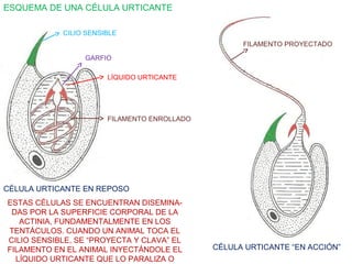 ESQUEMA DE UNA CÉLULA URTICANTE
CILIO SENSIBLE
GARFIO
LÍQUIDO URTICANTE
FILAMENTO ENROLLADO
CÉLULA URTICANTE EN REPOSO
CÉLULA URTICANTE “EN ACCIÓN”
ESTAS CÉLULAS SE ENCUENTRAN DISEMINA-
DAS POR LA SUPERFICIE CORPORAL DE LA
ACTINIA, FUNDAMENTALMENTE EN LOS
TENTÁCULOS. CUANDO UN ANIMAL TOCA EL
CILIO SENSIBLE, SE “PROYECTA Y CLAVA” EL
FILAMENTO EN EL ANIMAL INYECTÁNDOLE EL
LÍQUIDO URTICANTE QUE LO PARALIZA O
FILAMENTO PROYECTADO
 
