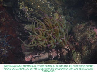 Anemonia viridis. ANÉMONA QUE VIVE FIJADA AL SUSTRATO (EN ESTE CASO SOBRE
ALGAS CALCÁREAS). AL ESTAR SUMERGIDA SE ENCUENTRA CON LOS TENTÁCULOS
 