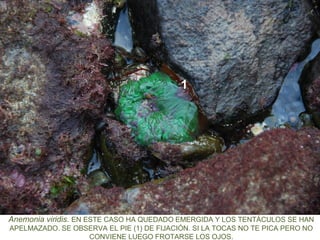 Anemonia viridis. EN ESTE CASO HA QUEDADO EMERGIDA Y LOS TENTÁCULOS SE HAN
APELMAZADO. SE OBSERVA EL PIE (1) DE FIJACIÓN. SI LA TOCAS NO TE PICA PERO NO
CONVIENE LUEGO FROTARSE LOS OJOS.
1
 