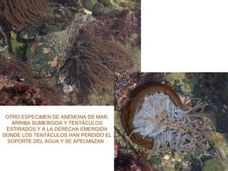 OTRO ESPECIMEN DE ANÉMONA DE MAR.
ARRIBA SUMERGIDA Y TENTÁCULOS
ESTIRADOS Y A LA DERECHA EMERGIDA
DONDE LOS TENTÁCULOS HAN PERDIDO EL
SOPORTE DEL AGUA Y SE APELMAZAN .
 