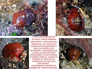 OTROS ESPECÍMENES DE
ACTINIAS: Actinia fragacea
(IZQUIERDA) Y Actinia equina,
(DERECHA). EN TODOS LOS
CASOS ESTÁN EMERGIDAS Y
CON LOS TENTÁCULOS
RETRAIDOS. A DIFERENCIA DE
LAS DE LAS DIAPOSITIVAS
ANTERIORES, ÉSTAS PUEDEN
HACERTE DAÑO AL TOCARLAS
PORQUE TE INYECTAN EL
VENENO DE LAS CÉLULAS
URTICANTES.
VULGARMENTE RECIBEN EL
NOMBRE DE TOMATES DE MAR.
 