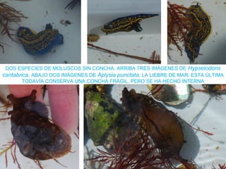 DOS ESPECIES DE MOLUSCOS SIN CONCHA. ARRIBA TRES IMÁGENES DE Hypselodoris
cantabrica. ABAJO DOS IMÁGENES DE Aplysia punctata, LA LIEBRE DE MAR. ESTA ÚLTIMA
TODAVÍA CONSERVA UNA CONCHA FRÁGIL, PERO SE HA HECHO INTERNA
 
