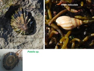 Patella sp.
Hinia reticulata
 