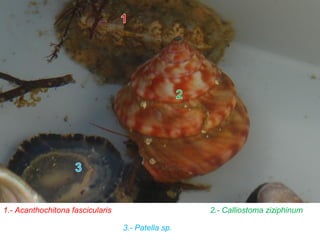 2.- Calliostoma ziziphinum1.- Acanthochitona fascicularis
3.- Patella sp.
 