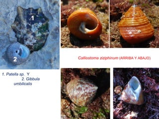 1. Patella sp. Y
2. Gibbula
umbilicalis
Calliostoma ziziphinum (ARRIBA Y ABAJO)
 