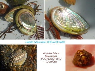 Haliotis tuberculata. OREJA DE MAR
Acanthochitona
fascicularis.
POLIPLACÓFORO
(QUITÓN)
 