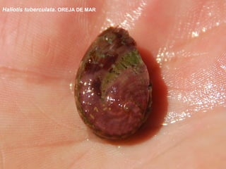 Haliotis tuberculata. OREJA DE MAR
 