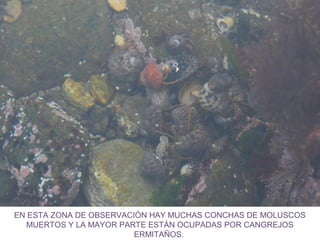 EN ESTA ZONA DE OBSERVACIÓN HAY MUCHAS CONCHAS DE MOLUSCOS
MUERTOS Y LA MAYOR PARTE ESTÁN OCUPADAS POR CANGREJOS
ERMITAÑOS.
 