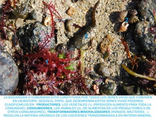 LA BIOCENOSIS O COMUNIDAD ESTÁ CONSTITUIDA POR TODOS LOS SERES VIVOS QUE CONVIVEN
EN UN BIOTOPO. SEGÚN EL PAPEL QUE DESEMPEÑAN ESTOS SERES VIVOS PODEMOS
CLASIFICARLOS EN: PRODUCTORES, LOS VEGETALES (1), (PRODUCEN ALIMENTO PARA TODA LA
COMUNIDAD), CONSUMIDORES, LOS ANIMALES (2), (SE ALIMENTAN DE LOS PRODUCTORES O DE
OTROS CONSUMIDORES), TRANSFORMADORES-MINERALIZADORES (HONGOS, BACTERIAS…)
RECICLAN LA MATERIA ORGÁNICA DE LOS CADÁVERES TRANSORMÁNDOLA EN MATERIA MINERAL.
1
 