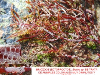 BRIOZOOS (ECTOPROCTOS). Electra sp. SE TRATA
DE ANIMALES COLONIALES MUY DIMINUTOS Y
 