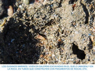 LOS GUSANOS MARINOS. VIVEN EN GALERÍAS EXCAVADAS EN EL SUELO (IMAGEN) Y EN
LA ROCA, EN TUBOS QUE CONSTRUYEN CON FRAGMENTOS DE ROCAS, ETC.
 