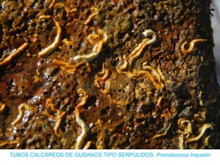 TUBOS CALCÁREOS DE GUSANOS TIPO SERPÚLIDOS. Pomatoceros triqueter
 