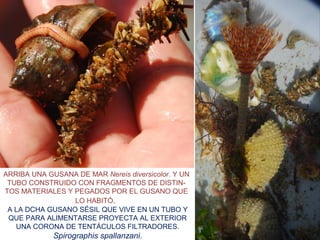 ARRIBA UNA GUSANA DE MAR Nereis diversicolor. Y UN
TUBO CONSTRUIDO CON FRAGMENTOS DE DISTIN-
TOS MATERIALES Y PEGADOS POR EL GUSANO QUE
LO HABITÓ.
A LA DCHA GUSANO SÉSIL QUE VIVE EN UN TUBO Y
QUE PARA ALIMENTARSE PROYECTA AL EXTERIOR
UNA CORONA DE TENTÁCULOS FILTRADORES.
Spirographis spallanzani.
 