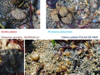 Talitrus saltator.PULGA DE MARPalaemon serratus. QUISQUILLA
Xantho pilipes Porcelana platycheles
 