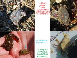 1.- Xantho
pilipes.
TRES
ESPECÍMENES
MARCADOS CON
EL NÚMERO (1)
1
1
2
2.- Porcelana
platycheles
3.- Pagurus
bernhardus.
CANGREJO
ERMITAÑO.
3
 