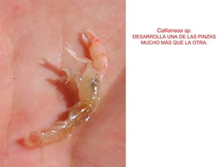 Callianasa sp.
DESARROLLA UNA DE LAS PINZAS
MUCHO MÁS QUE LA OTRA.
 