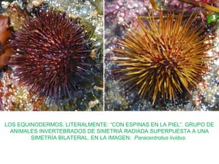 LOS EQUINODERMOS. LITERALMENTE: “CON ESPINAS EN LA PIEL”. GRUPO DE
ANIMALES INVERTEBRADOS DE SIMETRIÁ RADIADA SUPERPUESTA A UNA
SIMETRÍA BILATERAL. EN LA IMAGEN: Paracentrotus lividus.
 