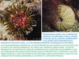 Paracentrotus lividus, EN LA IMAGEN SE
APRECIA LA CARA ORAL CON EL APARA-
TO BUCAL EN EL CENTRO, NORMALMEN-
TE EL ERIZO ESTÁ APOYADO EN EL
LOS EQUINODERMOS ADEMÁS DE LA PÚAS PRESENTAN UN APARATO QUE NO EXISTE EN
EL RESTO DE GRUPOS ANIMALES. SE TRATA DEL APARATO AMBULACRAL, ES DECIR,
PRESENTAN UN SISTEMA DE CANALES INTERNOS QUE CONDUCEN AGUA MARINA Y QUE
SE COMUNICAN CON UNAS ESTRUCTURAS QUE SE PROYECTAN AL EXTERIOR, LOS PIES
AMBULACRALES Y CON UNA ESPECIE DE VENTOSAS (REGULADAS POR EL AGUA DE LOS
CONDUCTOS) PUEDEN ADHERIRSE AL SUSTRATO Y CAPTURAR PRESAS.
SUSTRATO POR ESTA CARA. LA OTRA IMAGEN MUESTRA UN ESQUELETO DE ERIZO.
 
