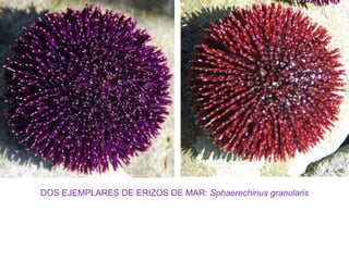DOS EJEMPLARES DE ERIZOS DE MAR: Sphaerechinus granularis
 