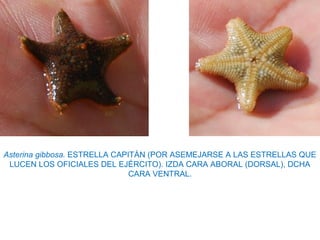 Asterina gibbosa. ESTRELLA CAPITÁN (POR ASEMEJARSE A LAS ESTRELLAS QUE
LUCEN LOS OFICIALES DEL EJÉRCITO). IZDA CARA ABORAL (DORSAL), DCHA
CARA VENTRAL.
 