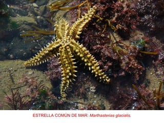 ESTRELLA COMÚN DE MAR: Marthasterias glacialis.
 