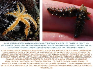 LAS ESTRELLAS TIENEN GRAN CAPACIDAD REGENERADORA, SI SE LES CORTA UN BRAZO, LO
REGENERAN Y ADEMÁS EL FRAGMENTO DE BRAZO PUEDE GENERAR UNA ESTRELLA COMPLETA. LA
DIAPOSITIVA MUESTRA DOS IMÁGENES DE REGENERACIÓN MÚLTIPLE EN ESTRELLAS.
LAS ESTRELLAS SON DEPREDADORES DE BIVALVOS (POR EJEMPLO: ALMEJAS). PARA COMÉRSELAS
COLOCAN UNOS BRAZOS EN UNA VALVA Y OTROS EN LA OTRA VALVA (DE LA ALMEJA) Y CON LAS
VENTOSAS DE LOS PIES AMBULACRALES FUERZAN A LA ALMEJA CERRADA HASTA QUE ÉSTA CEDE Y
DEJA UNA RANURA ENTRE LAS VALVAS; LA ESTRELLA PROYECTA SU ESTÓMAGO SOBRE LA ALMEJA,
CON LOS JUGOS DIGESTIVOS DIGIERE EL CUERPO DE LA ALMEJA, ABSORBE LOS FLUIDOS
RESULTANTES Y RECOGE EL ESTÓMAGO. DEBIDO A LOS DAÑOS QUE CAUSABAN SOBRE LOS
BIVALVOS, PARA ELIMINAR LAS ESTRELLAS SE TROCEABAN CREYENDO QUE LAS MATABAN PERO
ESTA TÁCTICA FAVORECÍA LA MULTIPLICACIÓN DE LAS MISMAS AUMENTANDO LA PLAGA.HOY NO SE
PROCEDE ASÍ.
 