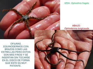 OFIURAS.
EQUINODERMOS CON
BRAZOS COMO LAS
ESTRELLAS PERO ESTOS
SON MÁS FINOS Y SE
INSERTAN SIN TOCARSE
EN EL DISCO DE FORMA
QUE ÉSTE ES MUY
PATENTE.
IZDA: Ophiothrix fragilis
ABAJO:
Ophioderma longicauda
 