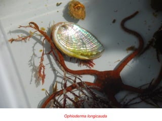 Ophioderma longicauda
 