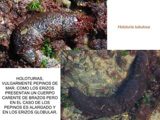 HOLOTURIAS,
VULGARMENTE PEPINOS DE
MAR. COMO LOS ERIZOS
PRESENTAN UN CUERPO
CARENTE DE BRAZOS PERO
EN EL CASO DE LOS
PEPINOS ES ALARGADO Y
EN LOS ERIZOS GLOBULAR.
Holoturia tubulosa
 