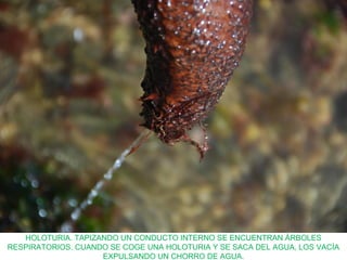 HOLOTURIA. TAPIZANDO UN CONDUCTO INTERNO SE ENCUENTRAN ÁRBOLES
RESPIRATORIOS. CUANDO SE COGE UNA HOLOTURIA Y SE SACA DEL AGUA, LOS VACÍA
EXPULSANDO UN CHORRO DE AGUA.
 