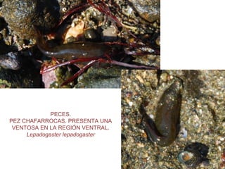 PECES.
PEZ CHAFARROCAS. PRESENTA UNA
VENTOSA EN LA REGIÓN VENTRAL.
Lepadogaster lepadogaster
 