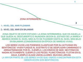1.- NIVEL DEL MAR PLEAMAR
2.- NIVEL DEL MAR EN BAJAMAR
1
2
ZONA INTERMAREAL
ZONA OBJETO DE ESTE ESTUDIO: LA ZONA INTERMAREAL QUE ES AQUELLA
QUE QUEDA AL DESCUBIERTO E INUNDADA SEGÚN EL ESTADO DE LA MAREA Y
ABARCA DESDE EL NIVEL MÁS ALTO DE PLEAMAR HASTA EL NIVEL MÁS BAJO
EN BAJAMAR (CONSIDERADOS EN ÉPOCA DE MAREAS VIVAS).
LOS SERES VIVOS LOS PODEMOS CLASIFICAR POR SU ACTIVIDAD EN:
BENTÓNICOS: VIVEN FIJADOS AL SUSTRATO O SE DESPLAZAN CAMINANDO O
ARRASTRÁNDOSE POR ÉL, EJEMPLO, LOS ERIZOS DE MAR. NECTÓNICOS:
NADAN ACTIVAMENTE, EJEMPLO LOS PECES. PLANCTÓNICOS: FLOTAN EN EL
AGUA, EJEMPLO ALGAS UNICELULARES, MUCHAS LARVAS.
LA MAYOR PARTE DE LOS SERES VIVOS QUE VAMOS A ENCONTRAR EN ESTA
OBSERVACIÓN SON BENTÓNICOS.
 